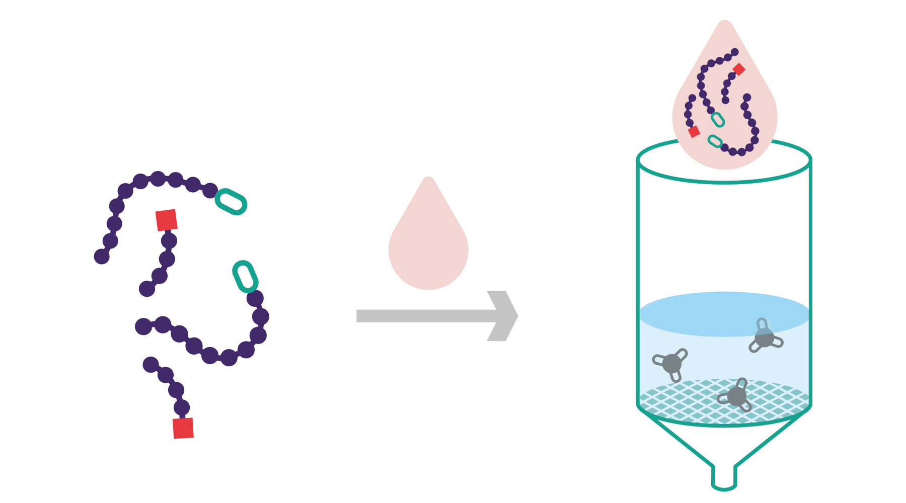 Homepage | Belyntic - HPLC-free Peptide Purification